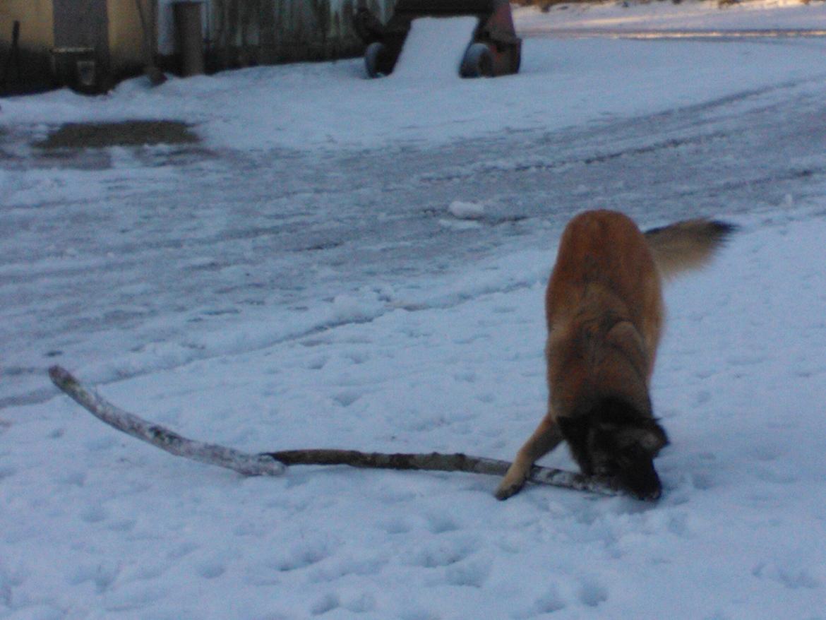 Belgisk hyrdehund Bonnie billede 11