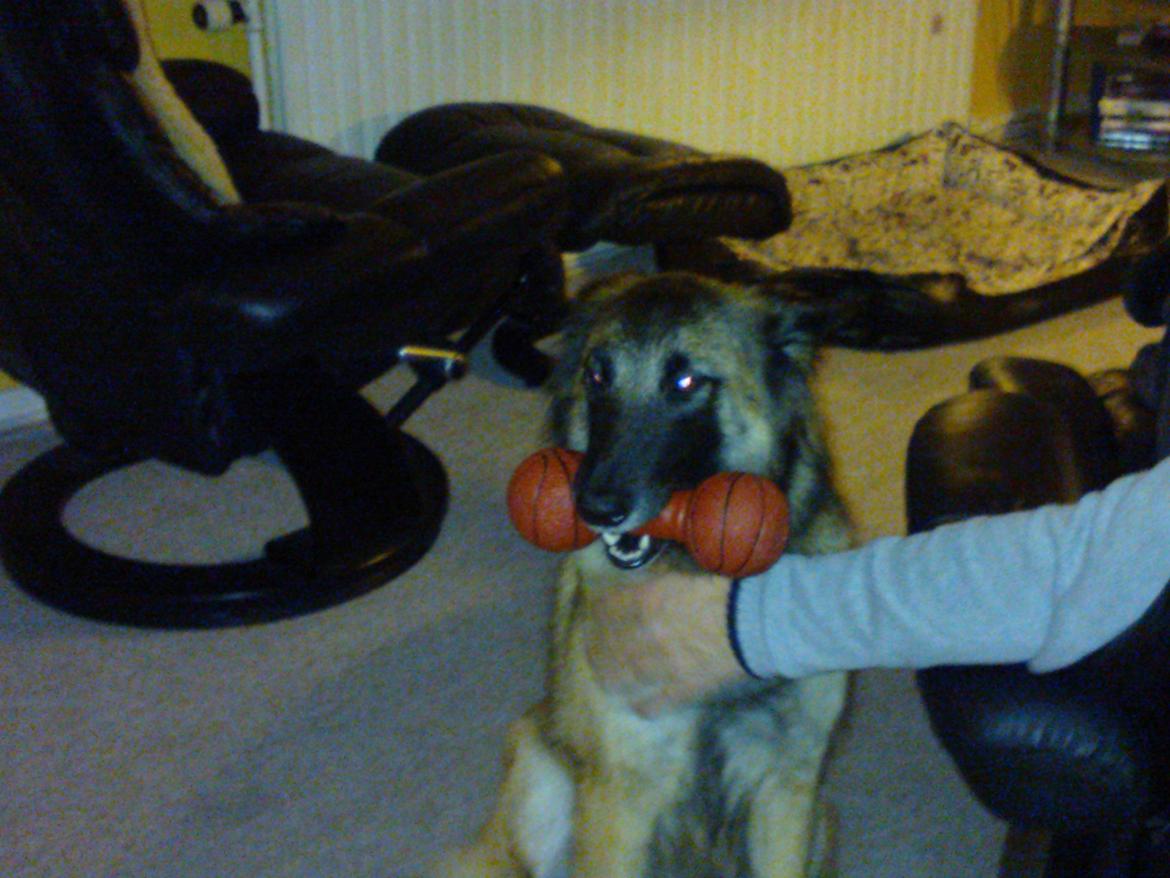 Belgisk hyrdehund Bonnie billede 13