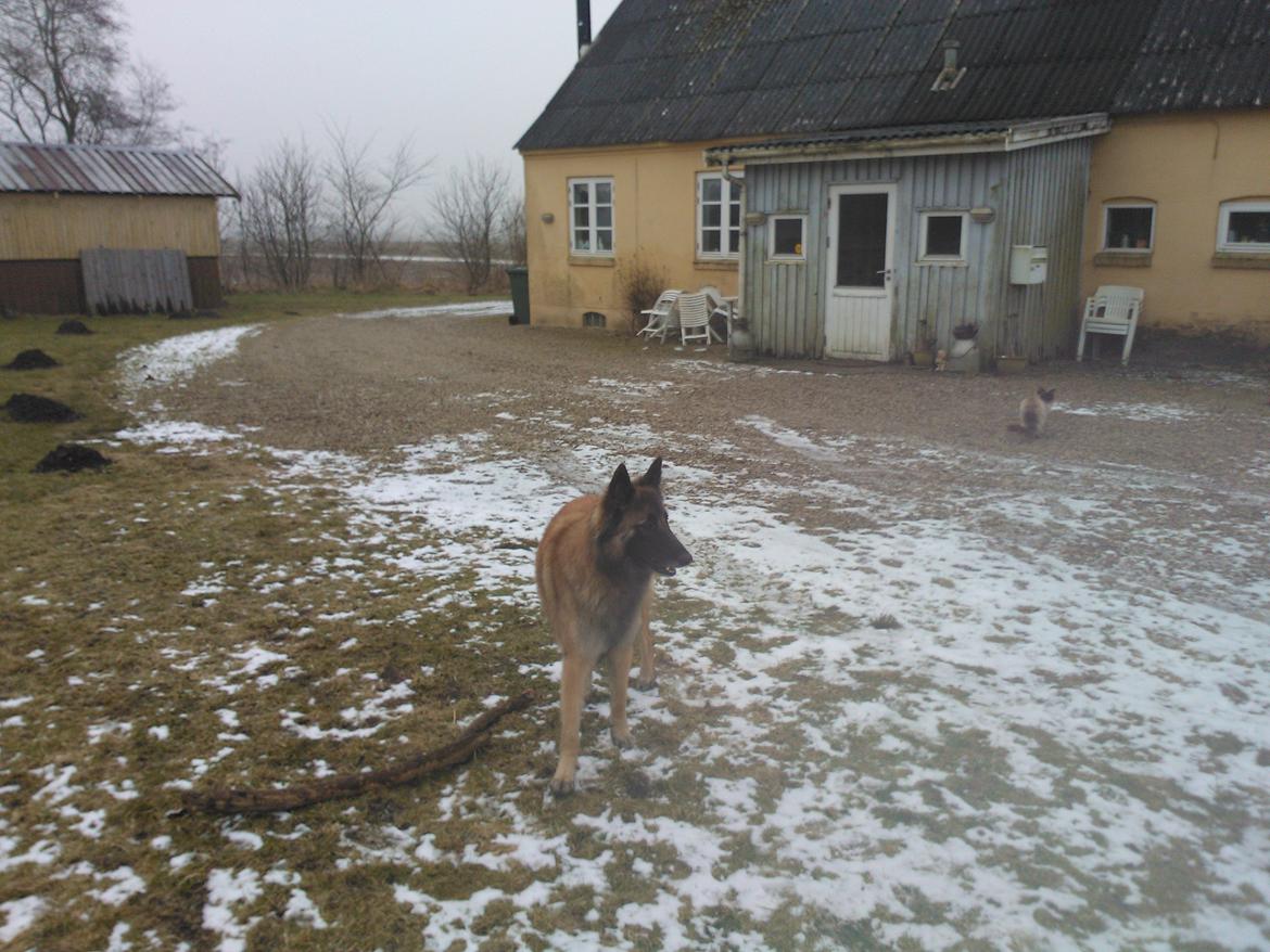 Belgisk hyrdehund Bonnie billede 14