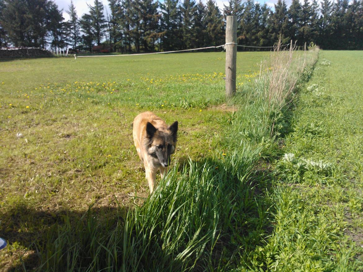 Belgisk hyrdehund Bonnie billede 15