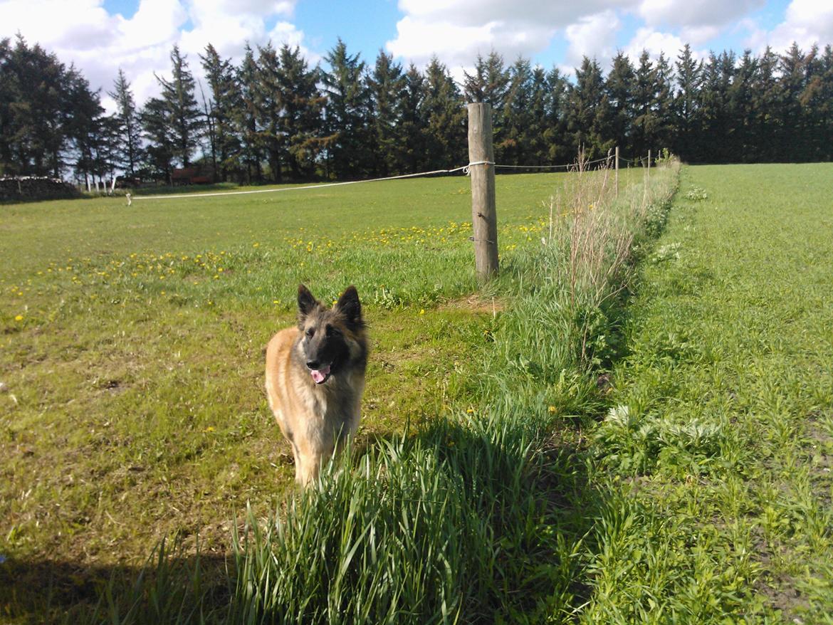 Belgisk hyrdehund Bonnie billede 16