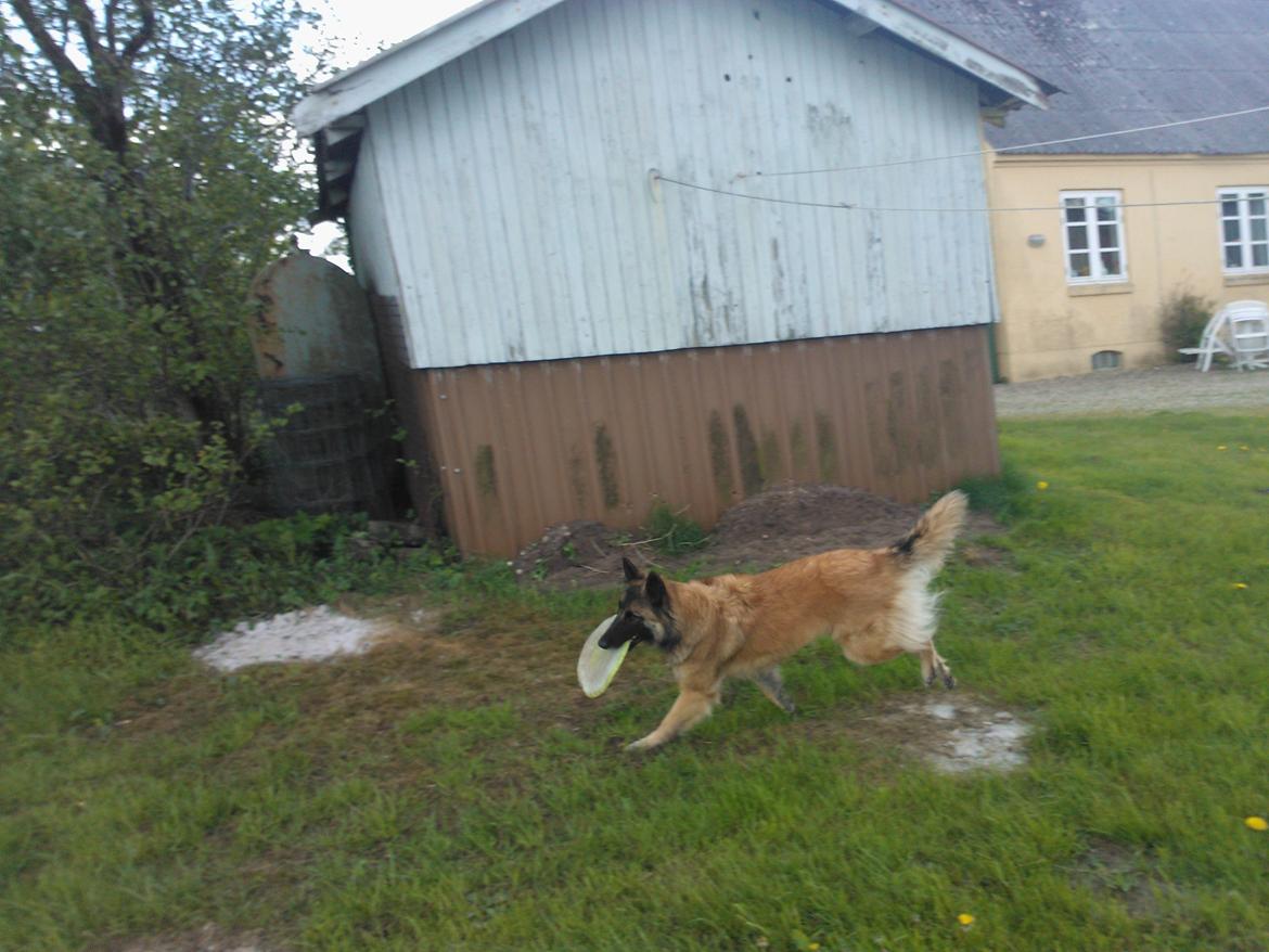 Belgisk hyrdehund Bonnie billede 17