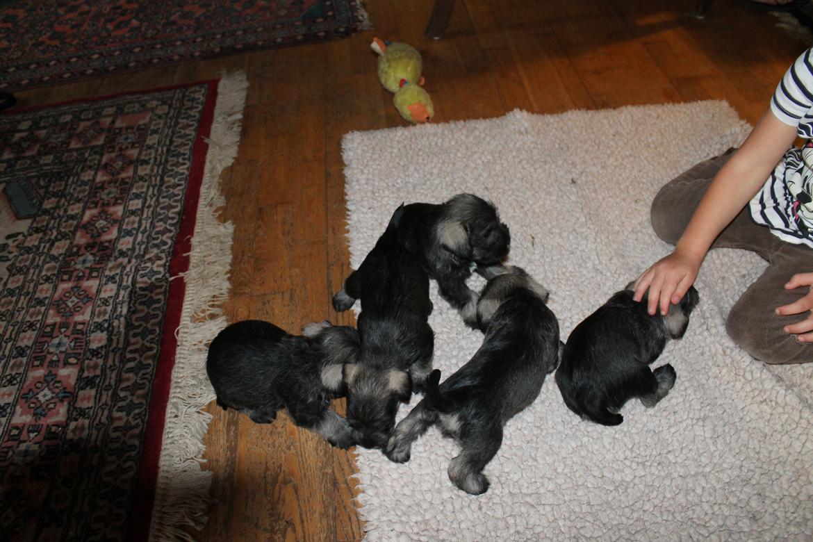 Dvaergschnauzer Anton - Anton og hans søskende 32 dage gamle... <3 billede 16