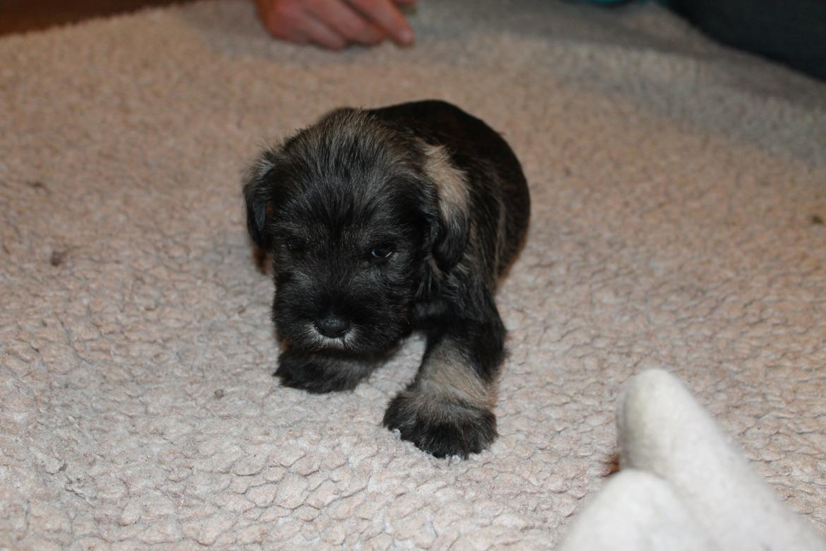 Dvaergschnauzer Anton - Anton 32 dage gammel... <3 billede 17