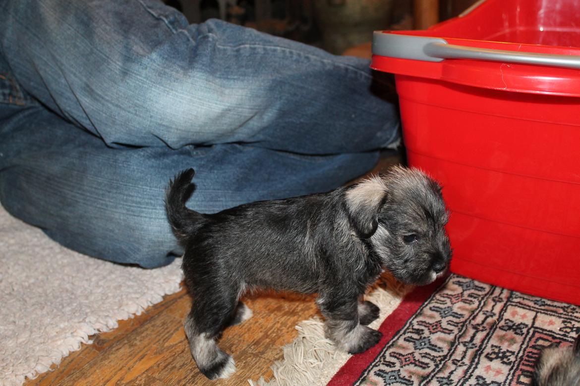 Dvaergschnauzer Anton - Anton 32 dage gammel... <3 billede 18