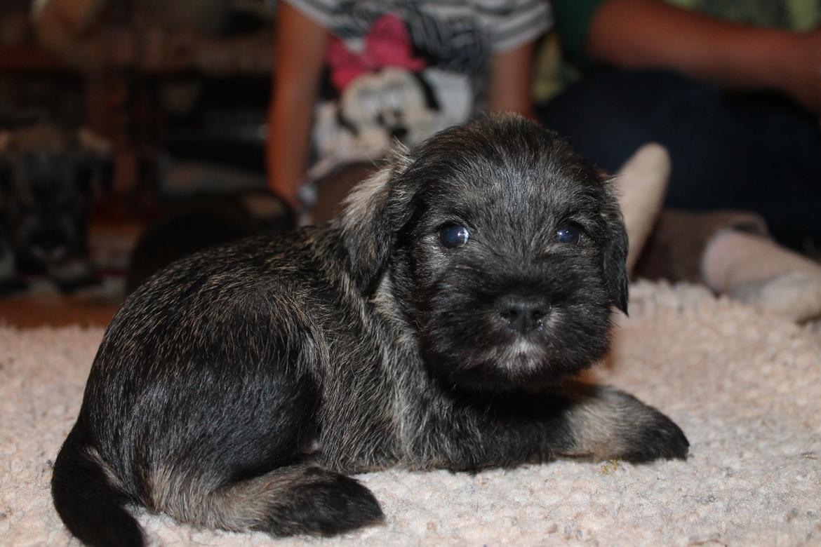 Dvaergschnauzer Anton - Anton 32 dage gammel... <3 billede 19