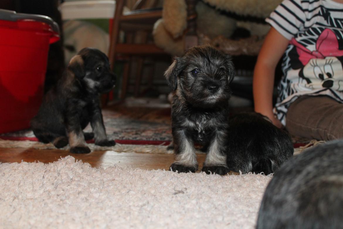 Dvaergschnauzer Anton - Anton 32 dage gammel... <3 billede 20