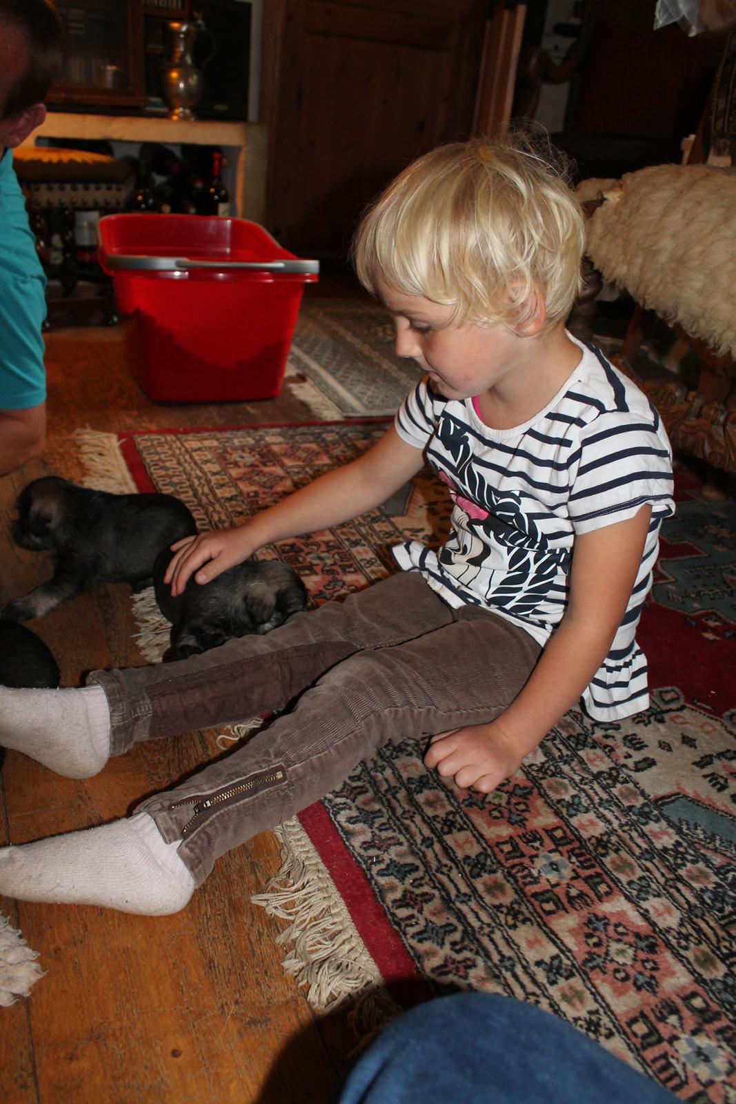 Dvaergschnauzer Anton - Anton 32 dage gammel og Musen... <3 billede 21