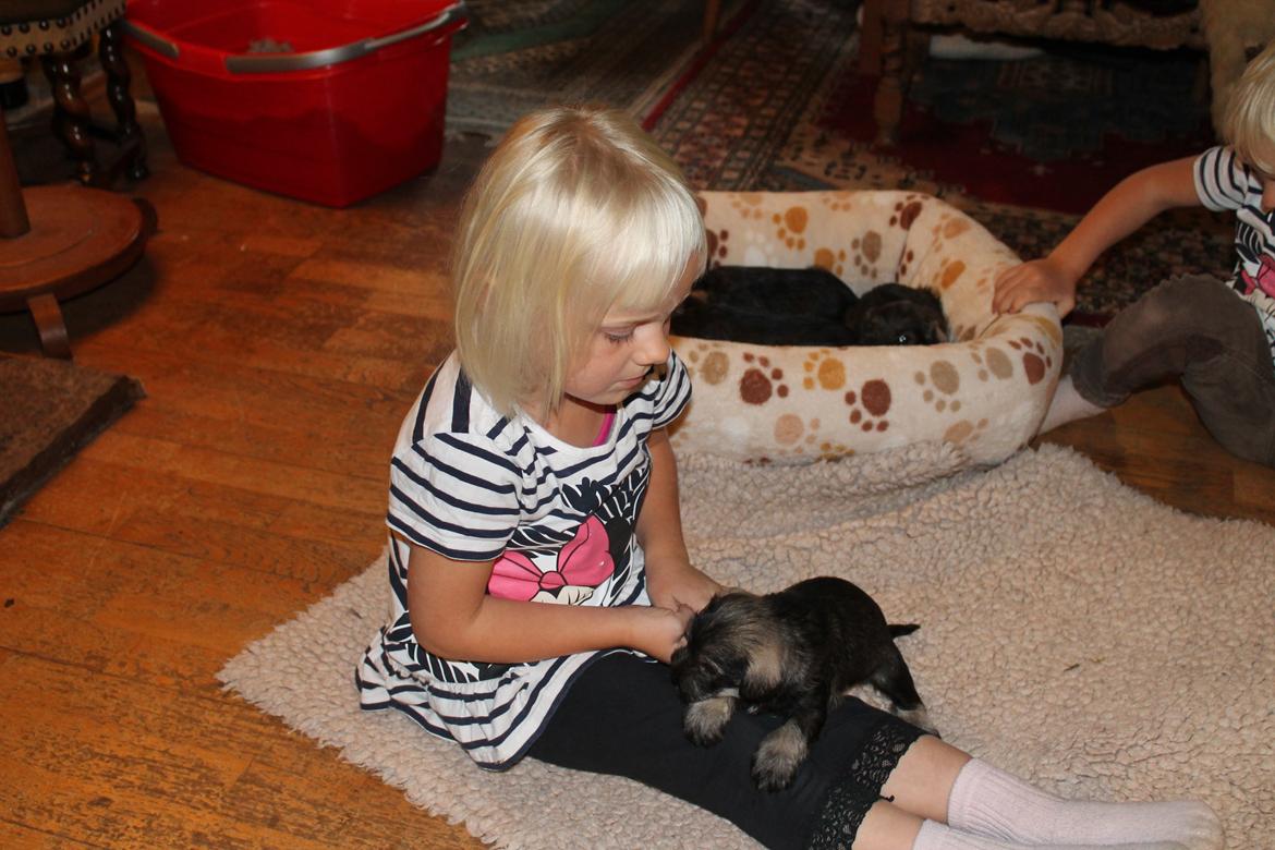 Dvaergschnauzer Anton - Anton 32 dage gammel og Truntepigen... <3
 billede 22