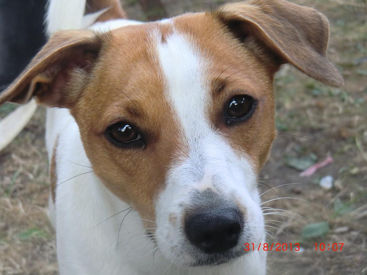 Dansk svensk gaardhund Liv billede 13