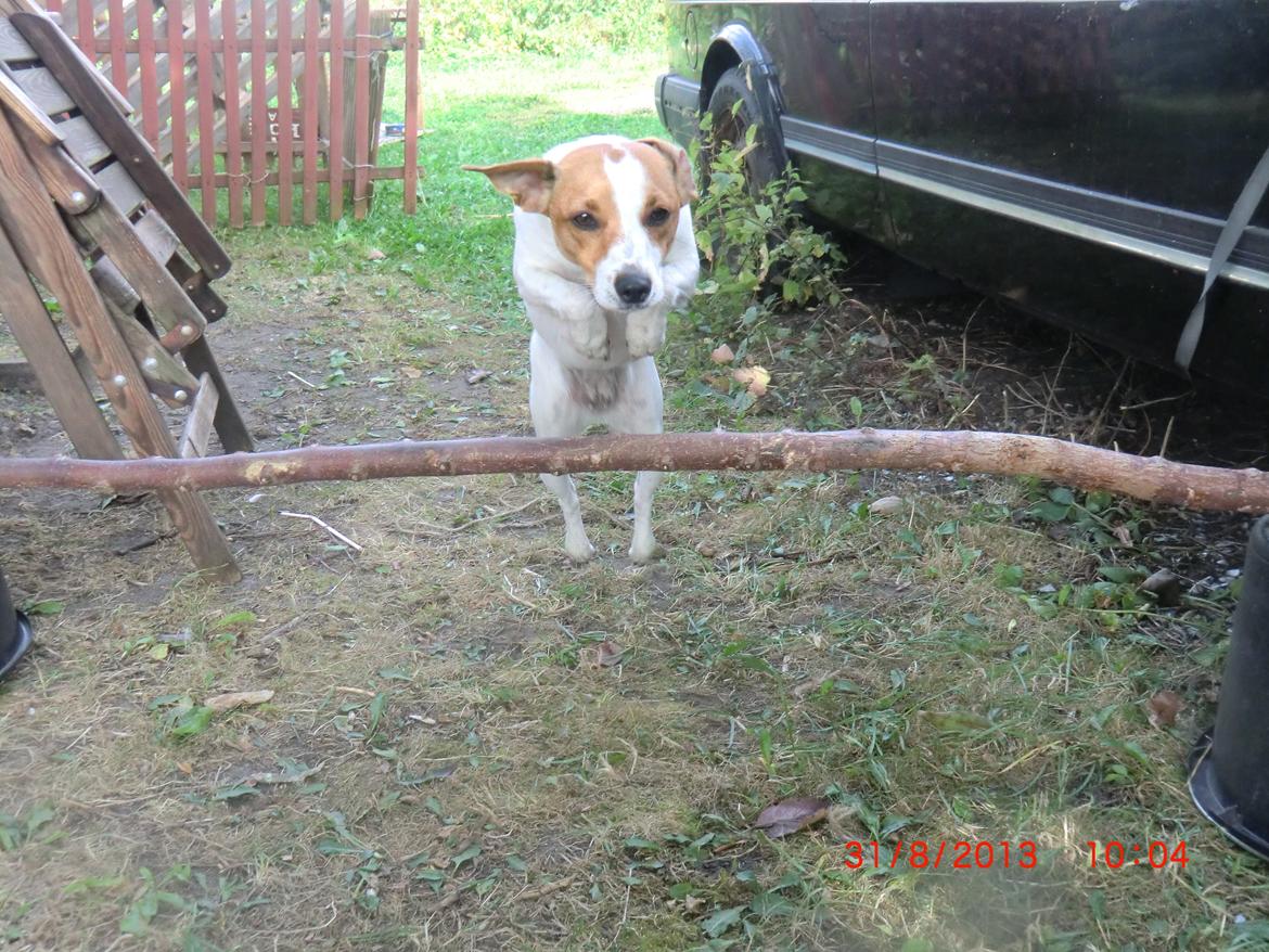 Dansk svensk gaardhund Liv billede 20