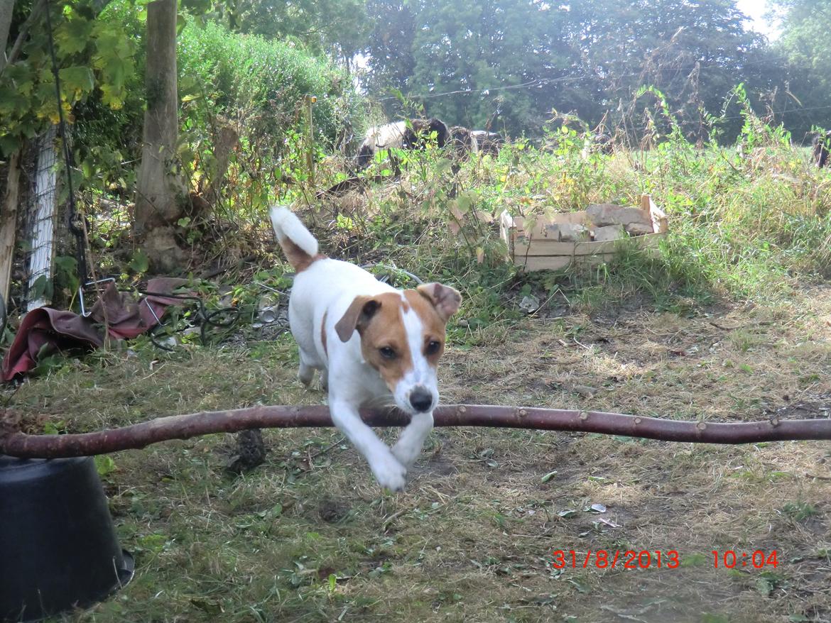 Dansk svensk gaardhund Liv billede 16