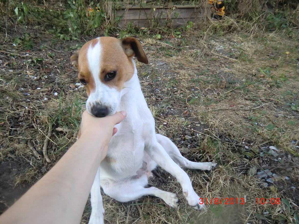 Dansk svensk gaardhund Liv billede 21