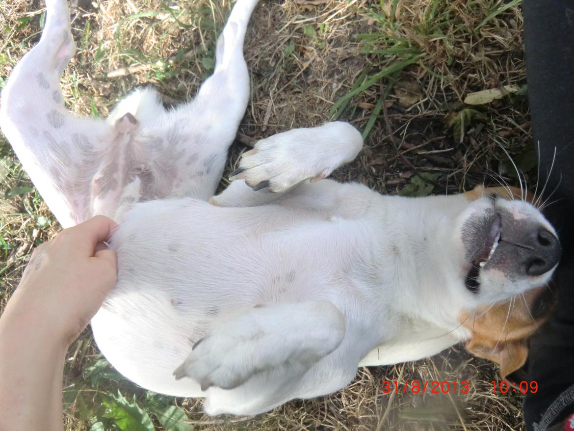 Dansk svensk gaardhund Liv billede 22