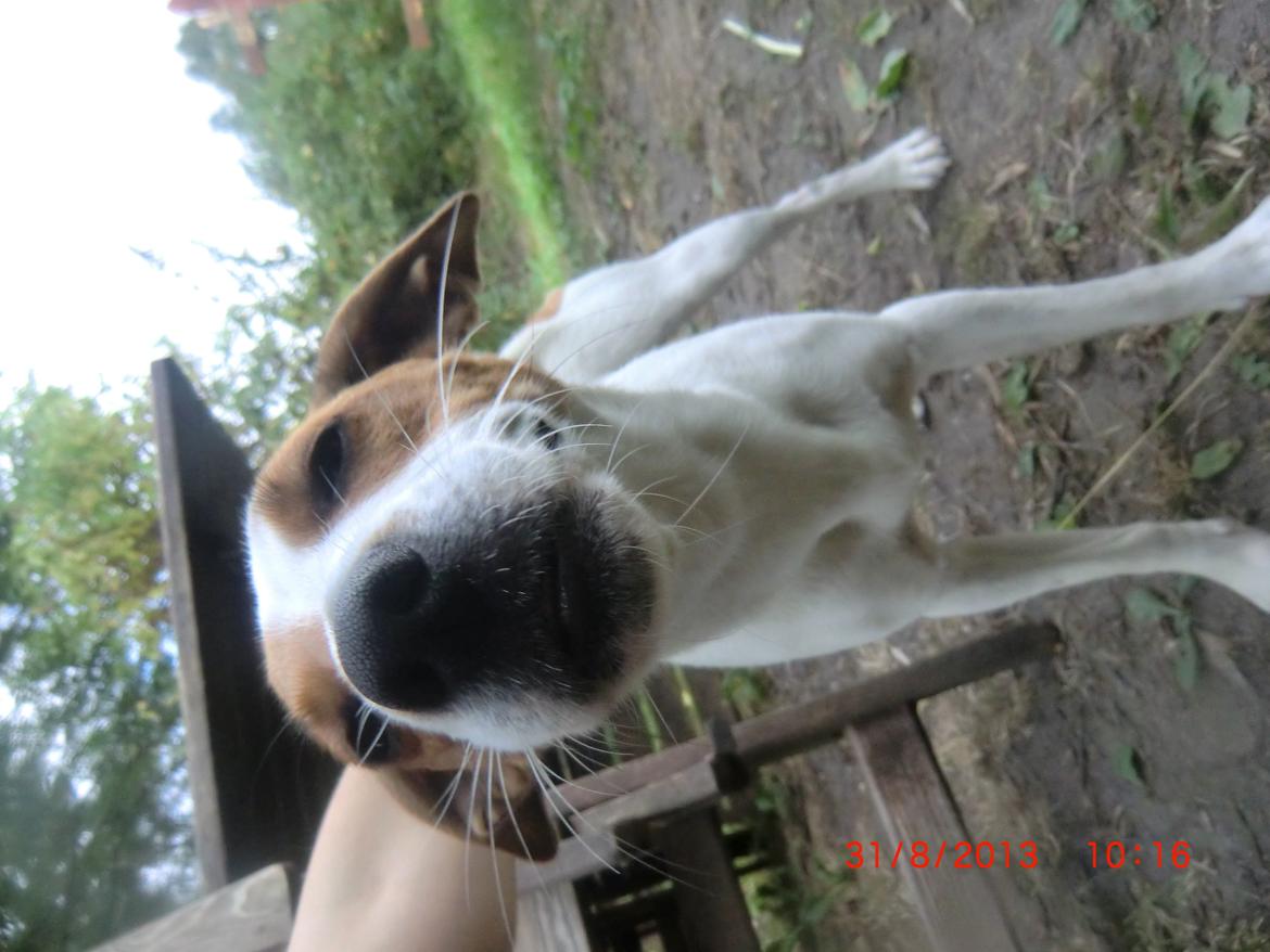 Dansk svensk gaardhund Liv billede 23