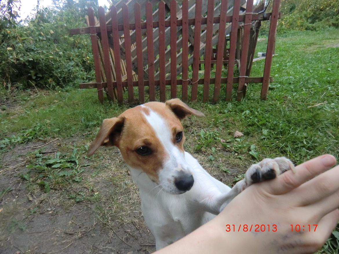 Dansk svensk gaardhund Liv billede 12