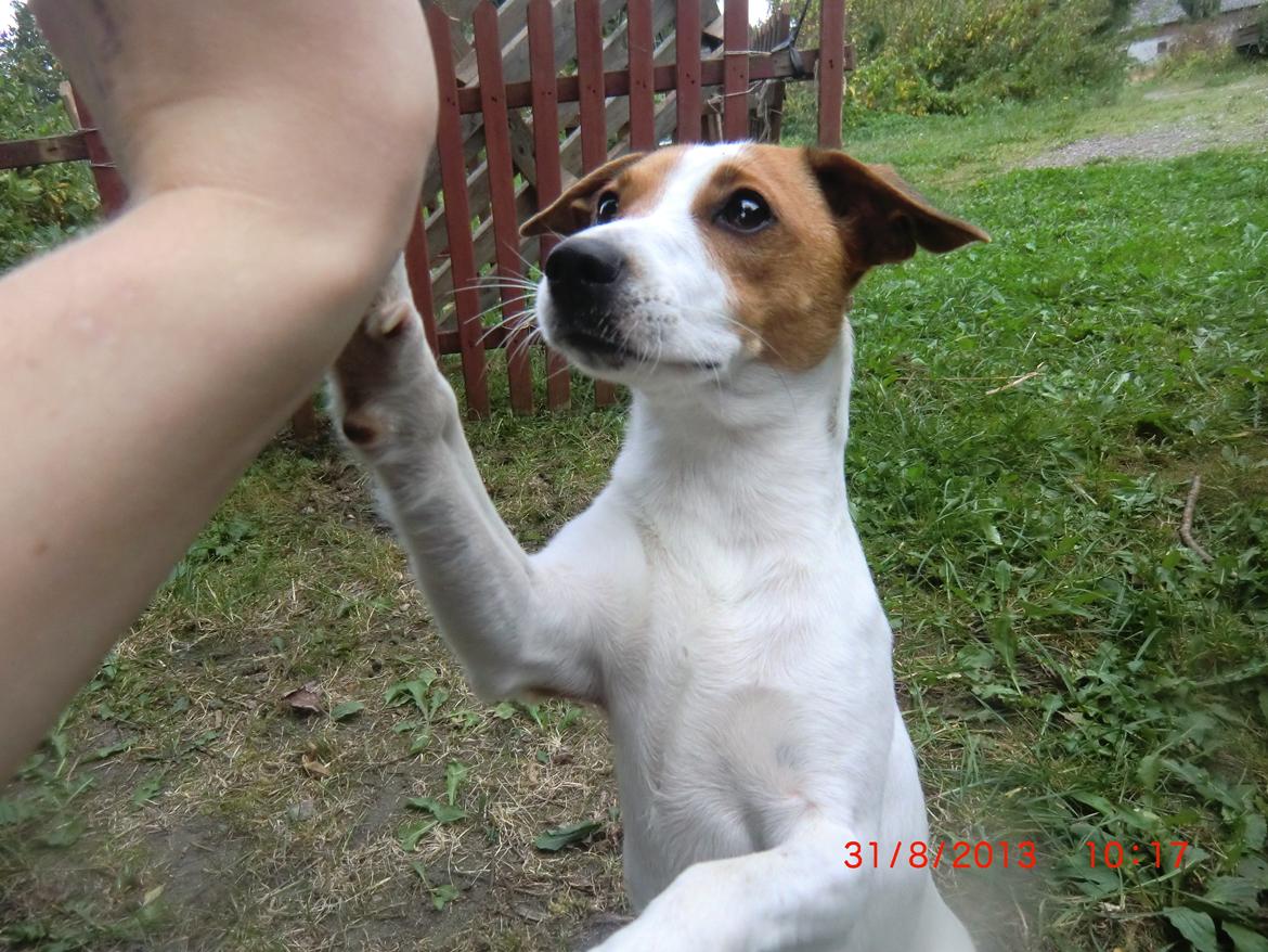 Dansk svensk gaardhund Liv billede 24