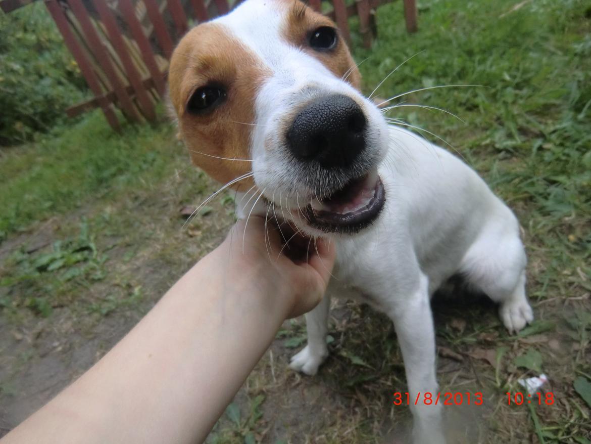 Dansk svensk gaardhund Liv billede 25