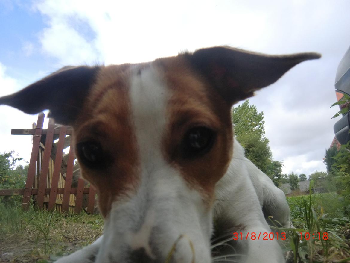 Dansk svensk gaardhund Liv billede 26