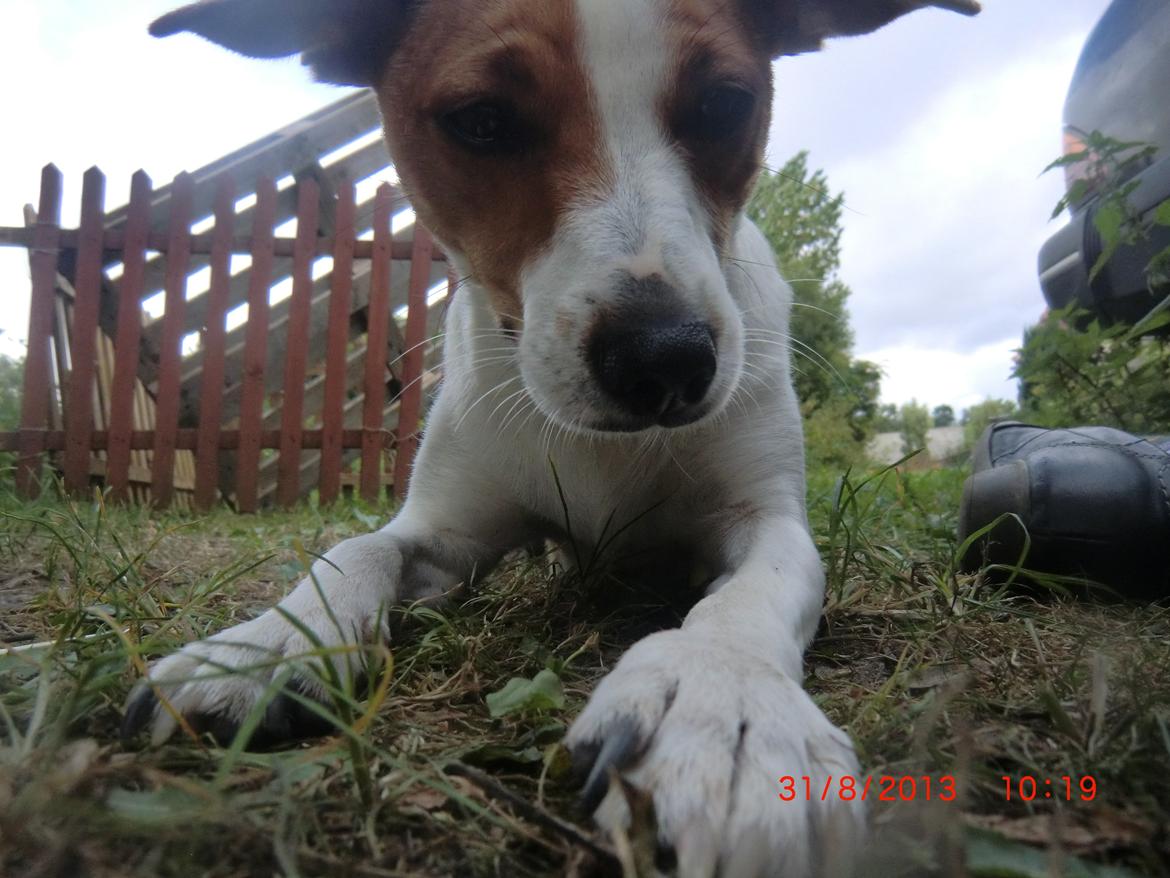 Dansk svensk gaardhund Liv billede 27