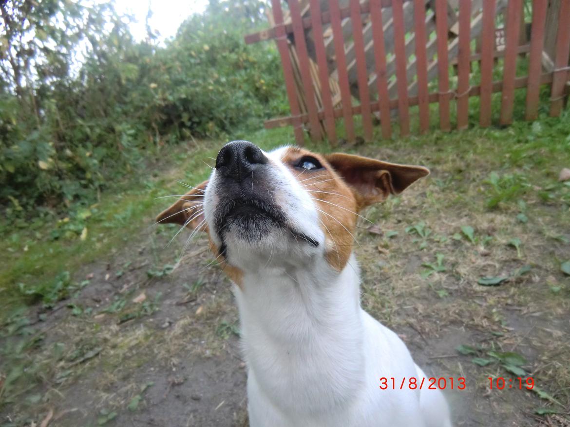 Dansk svensk gaardhund Liv billede 28