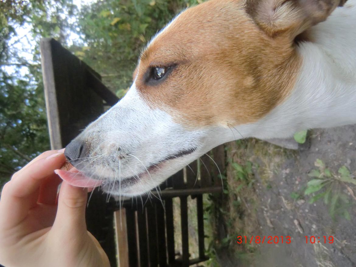 Dansk svensk gaardhund Liv billede 29