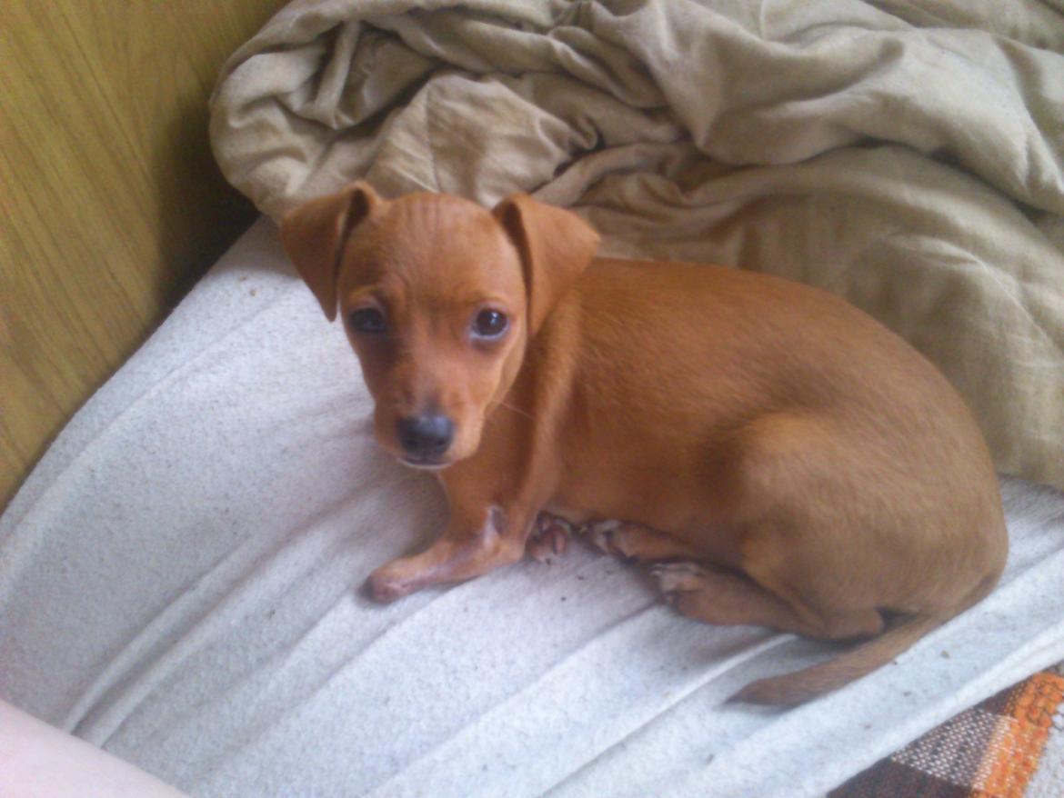 Blanding af racer Sally. - kigger på min ejermor. billede 1