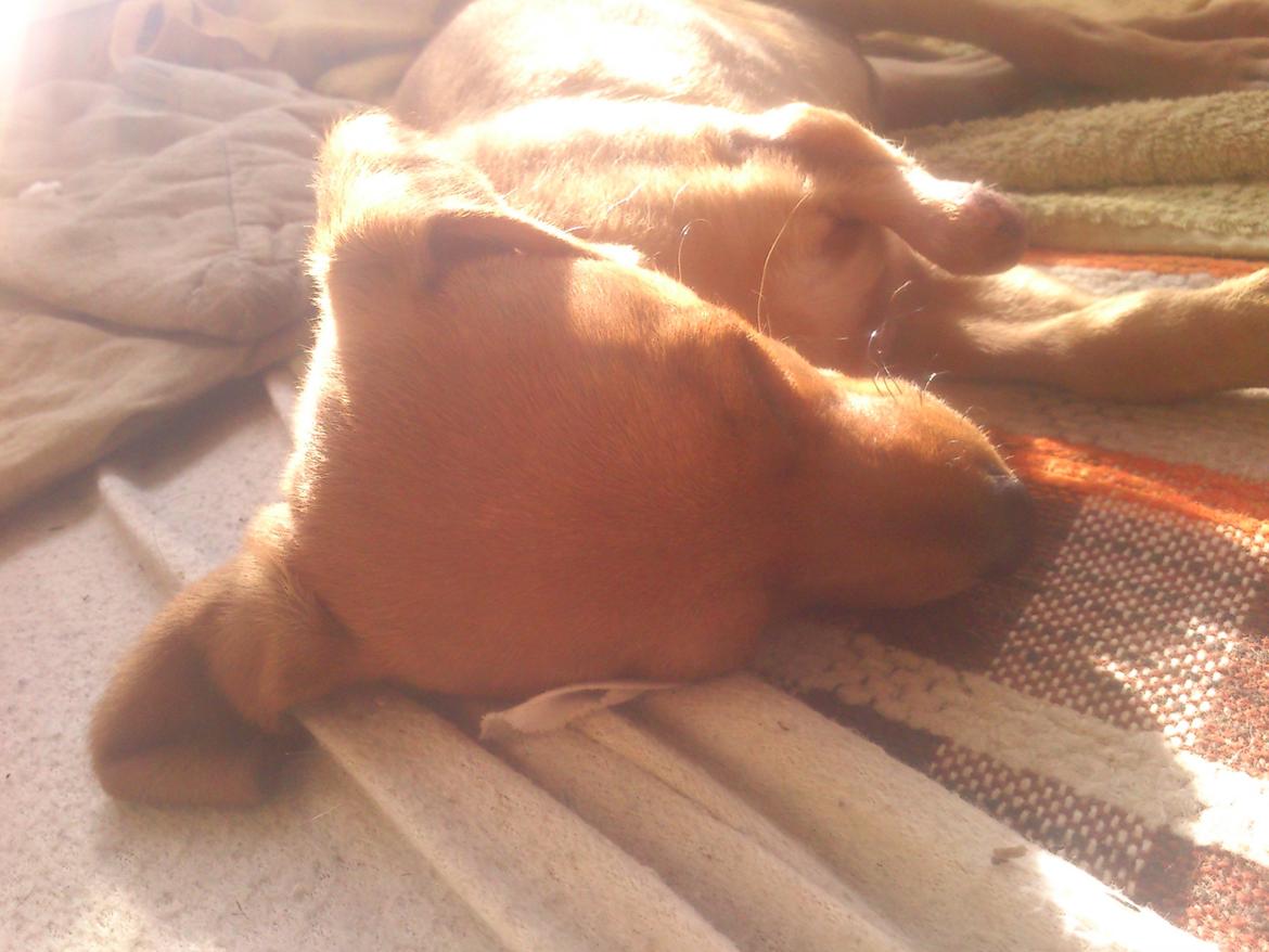 Blanding af racer Sally. billede 2