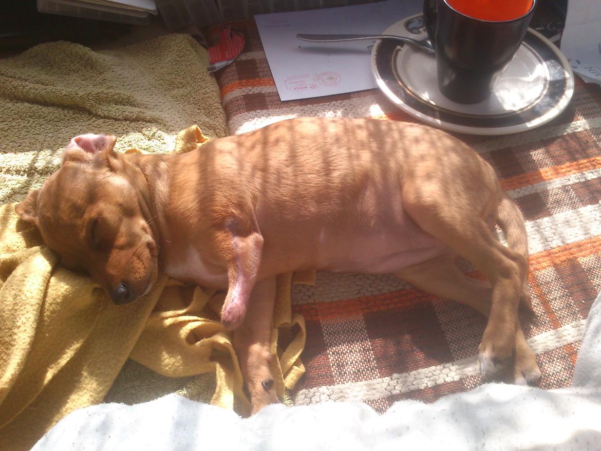 Blanding af racer Sally. - slapper af sammen med min ejermor billede 3