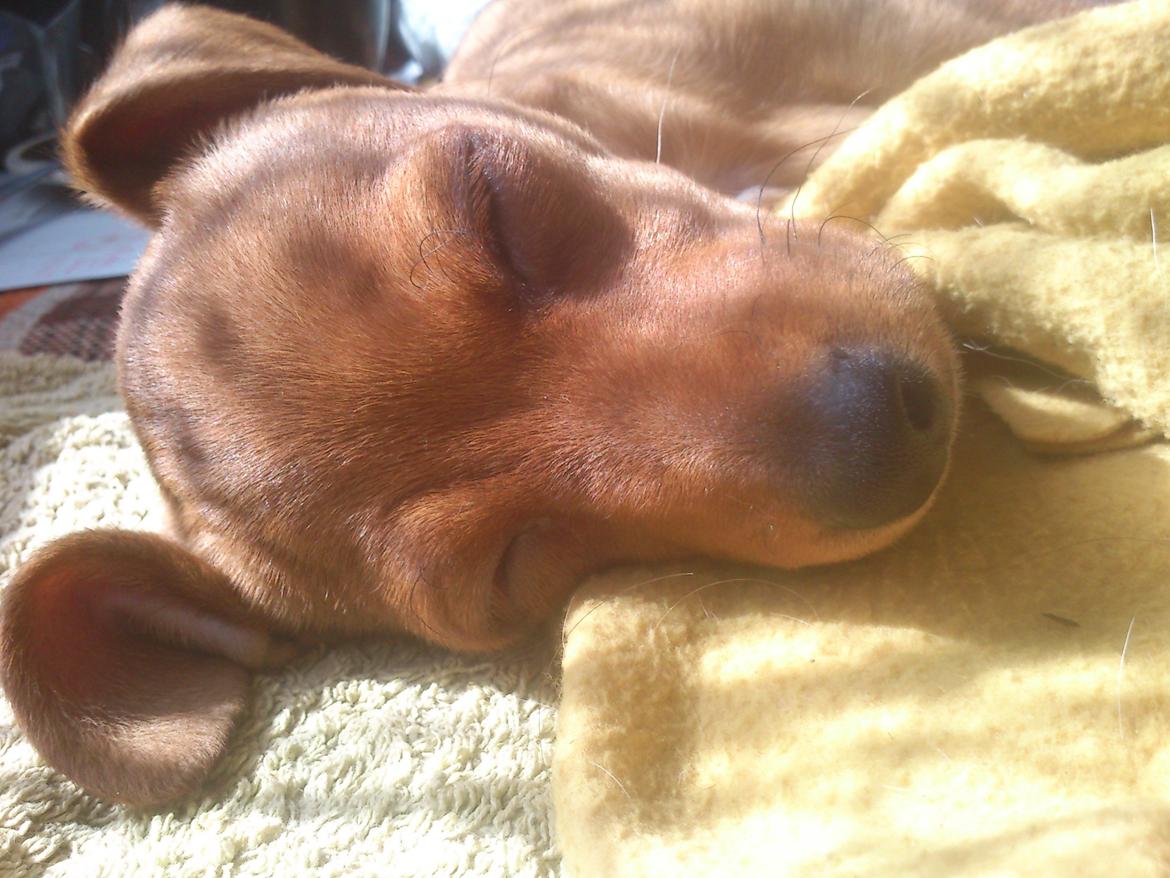 Blanding af racer Sally. - jeg sove billede 4