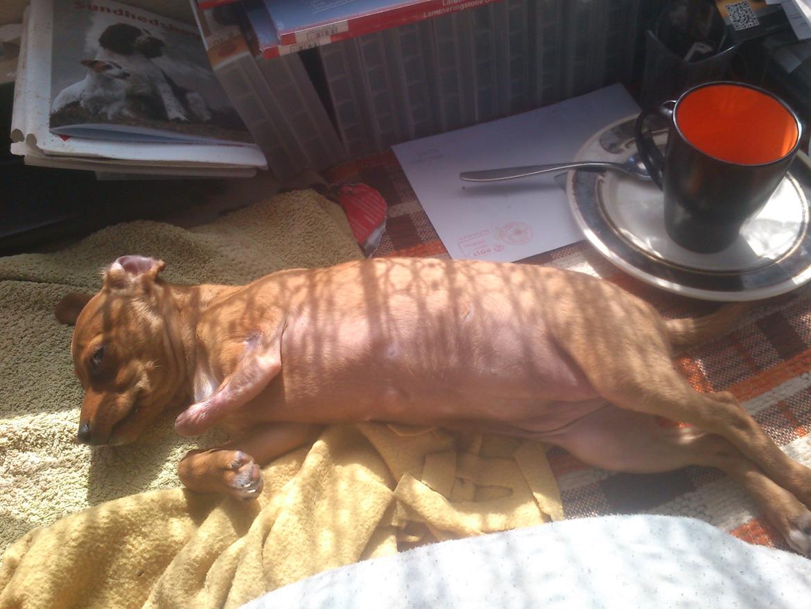 Blanding af racer Sally. - driver den af billede 5