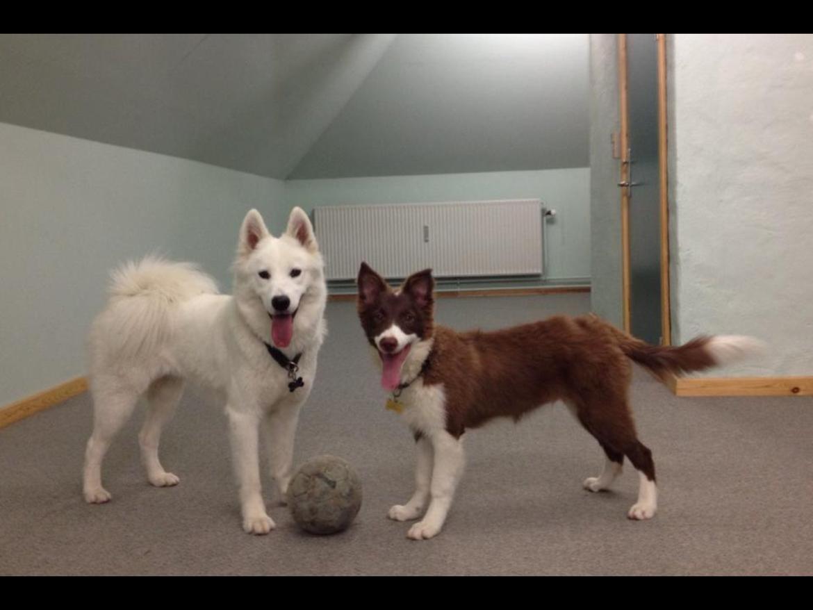 Border collie Enzo billede 10