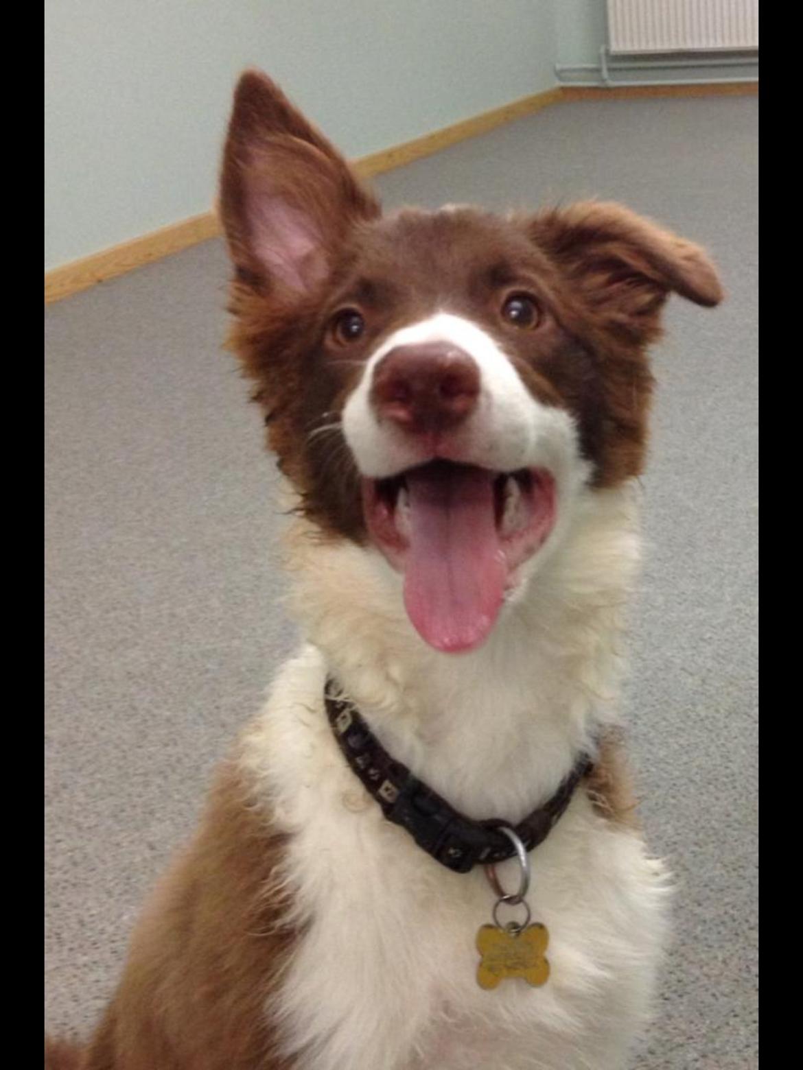 Border collie Enzo billede 11