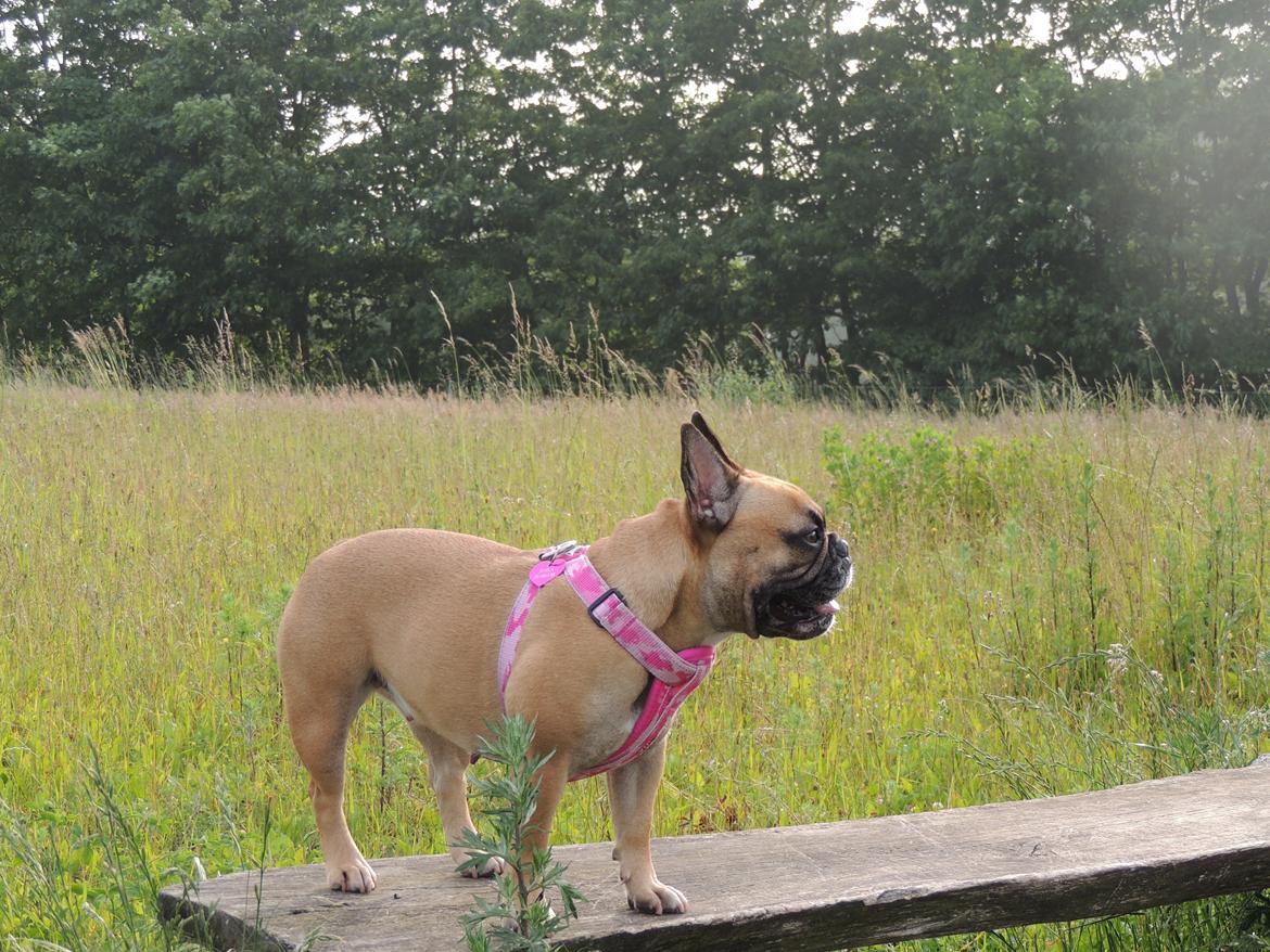 Fransk bulldog Shila Bouledogue Français billede 9