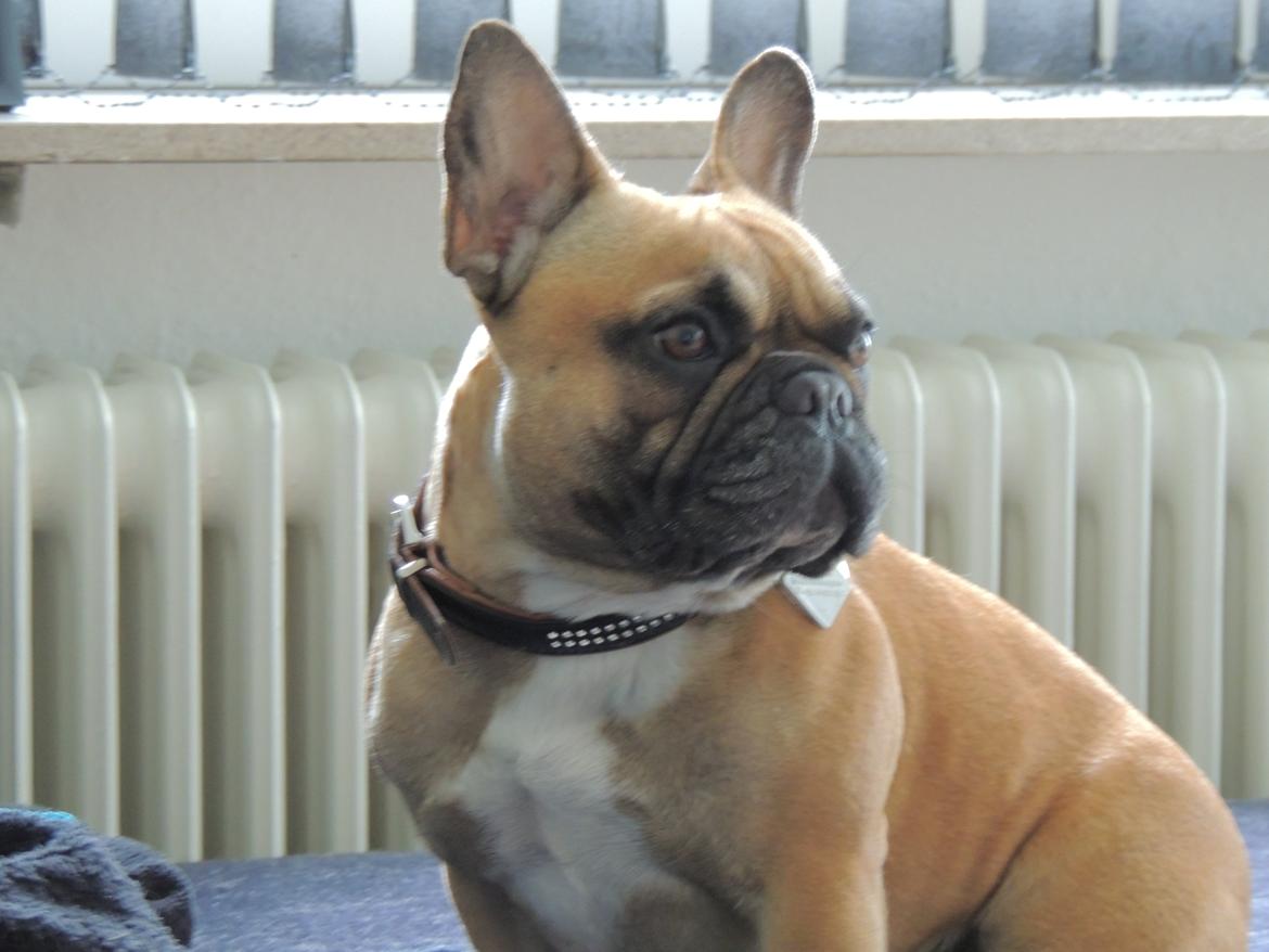 Fransk bulldog Shila Bouledogue Français billede 10