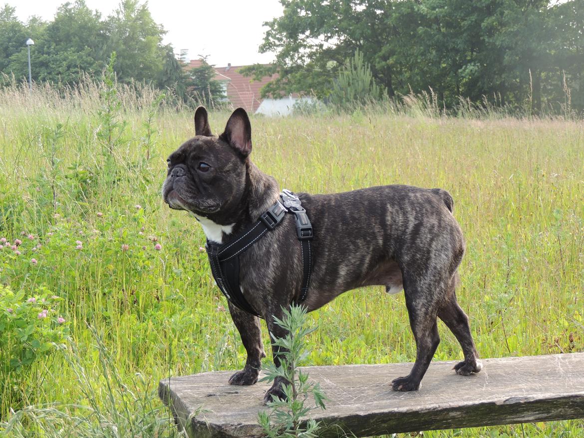 Fransk bulldog Spike Bouledogue Français billede 18