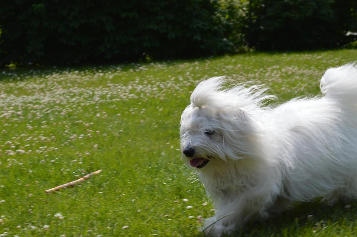 Coton de tulear Charlie - Charlie i fuld fart :D billede 7