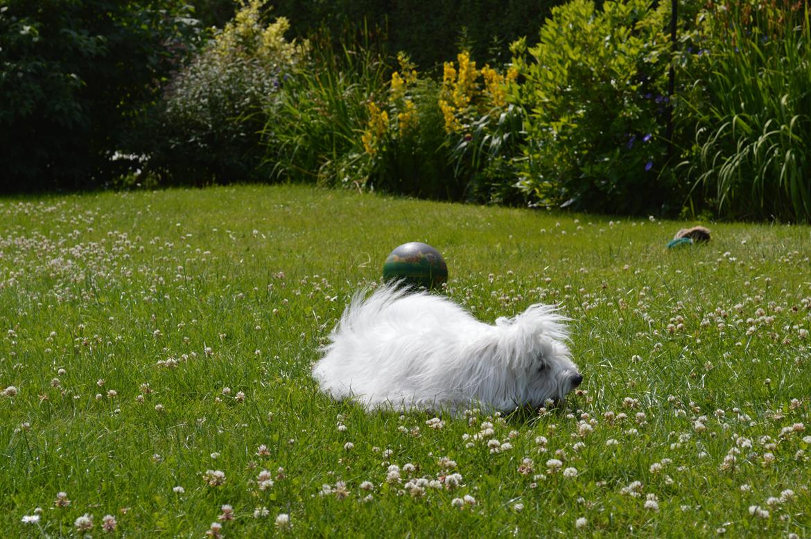 Coton de tulear Charlie - Vi tager lige en slapper :P billede 11