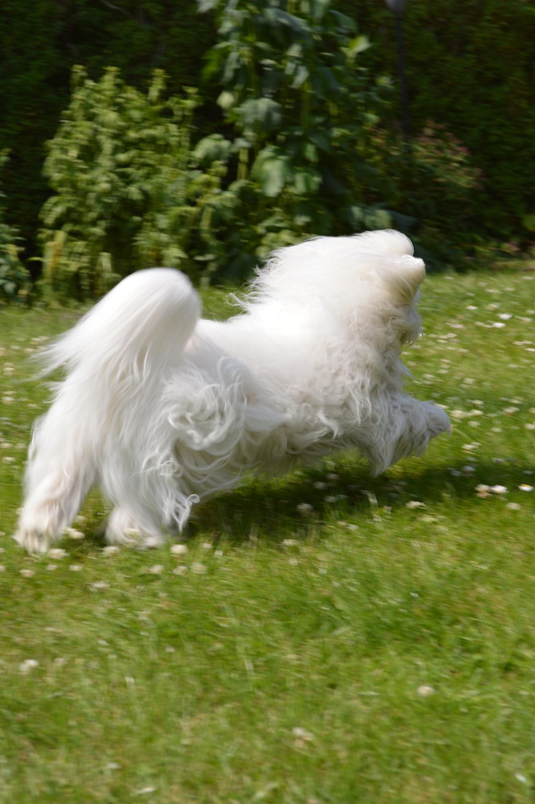 Coton de tulear Charlie - Farvel :) billede 28