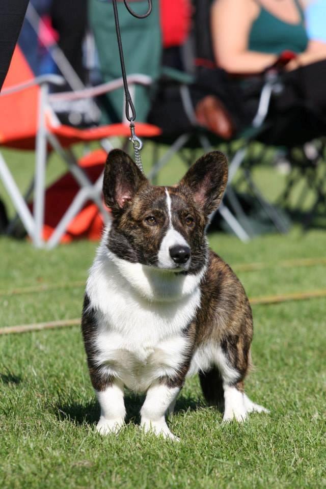 Welsh corgi cardigan Faarup Nixon billede 1