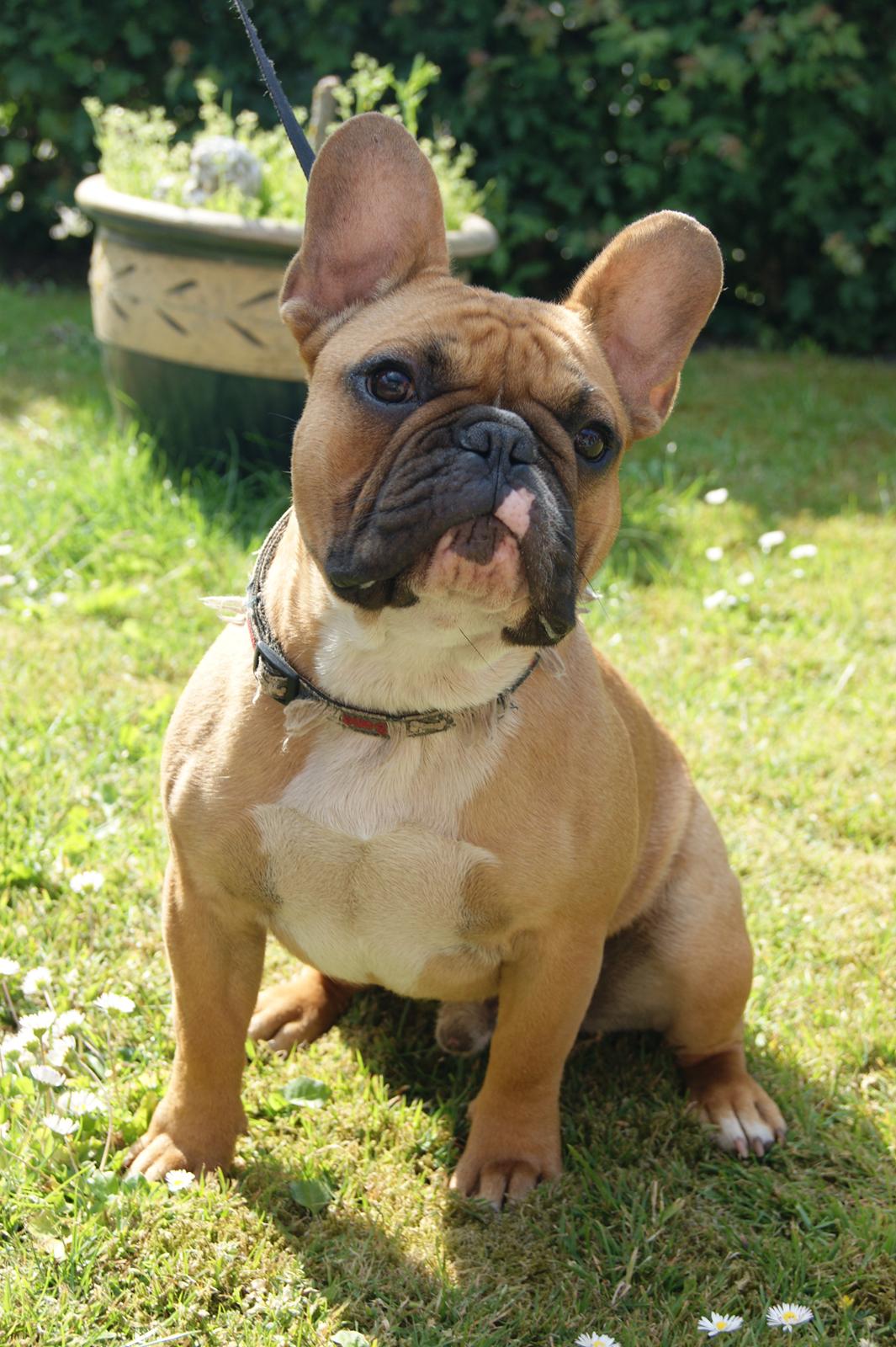 Fransk bulldog King Dumm-dumm Royal-of-France billede 1