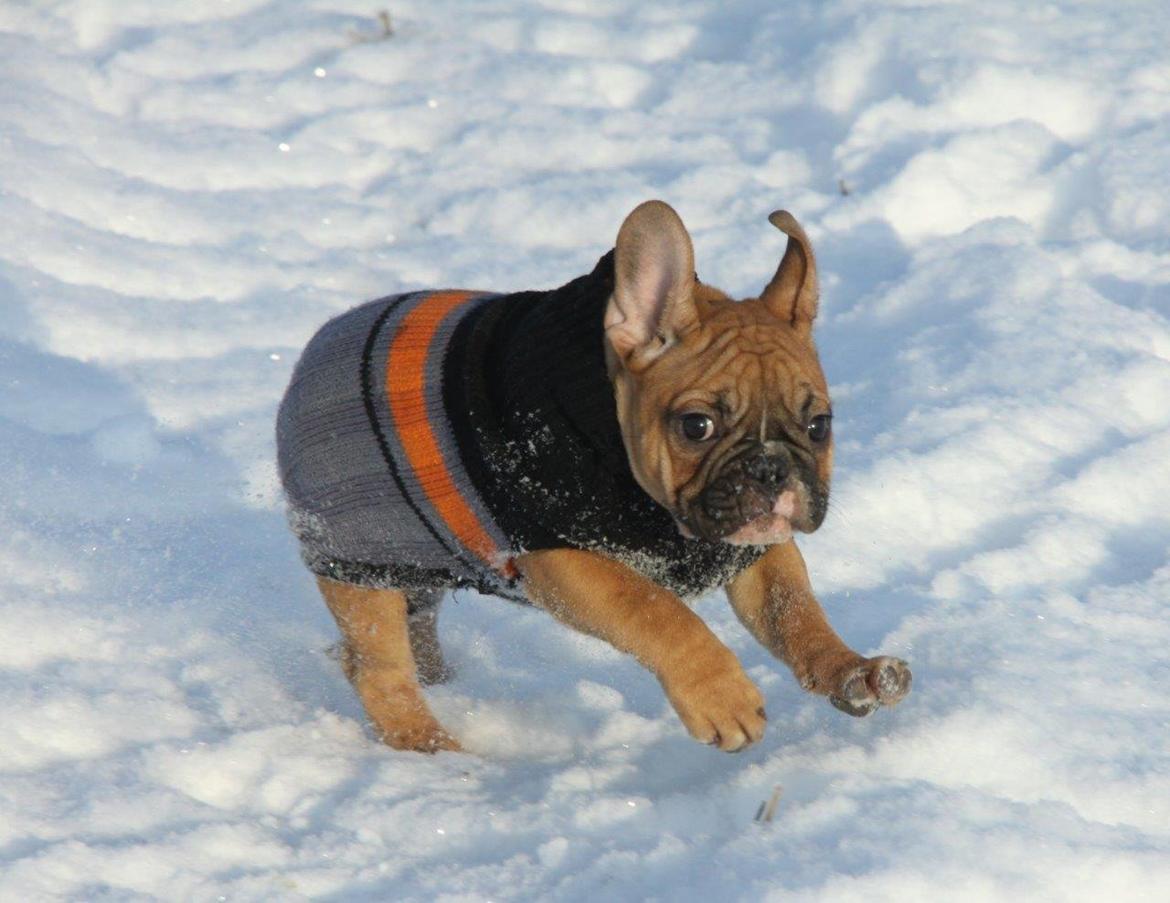 Fransk bulldog King Dumm-dumm Royal-of-France billede 2