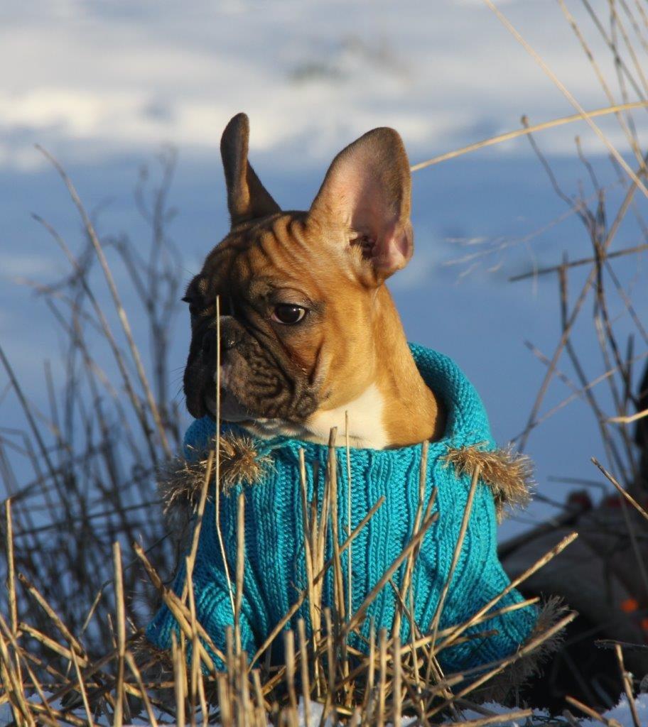 Fransk bulldog King Dumm-dumm Royal-of-France billede 3