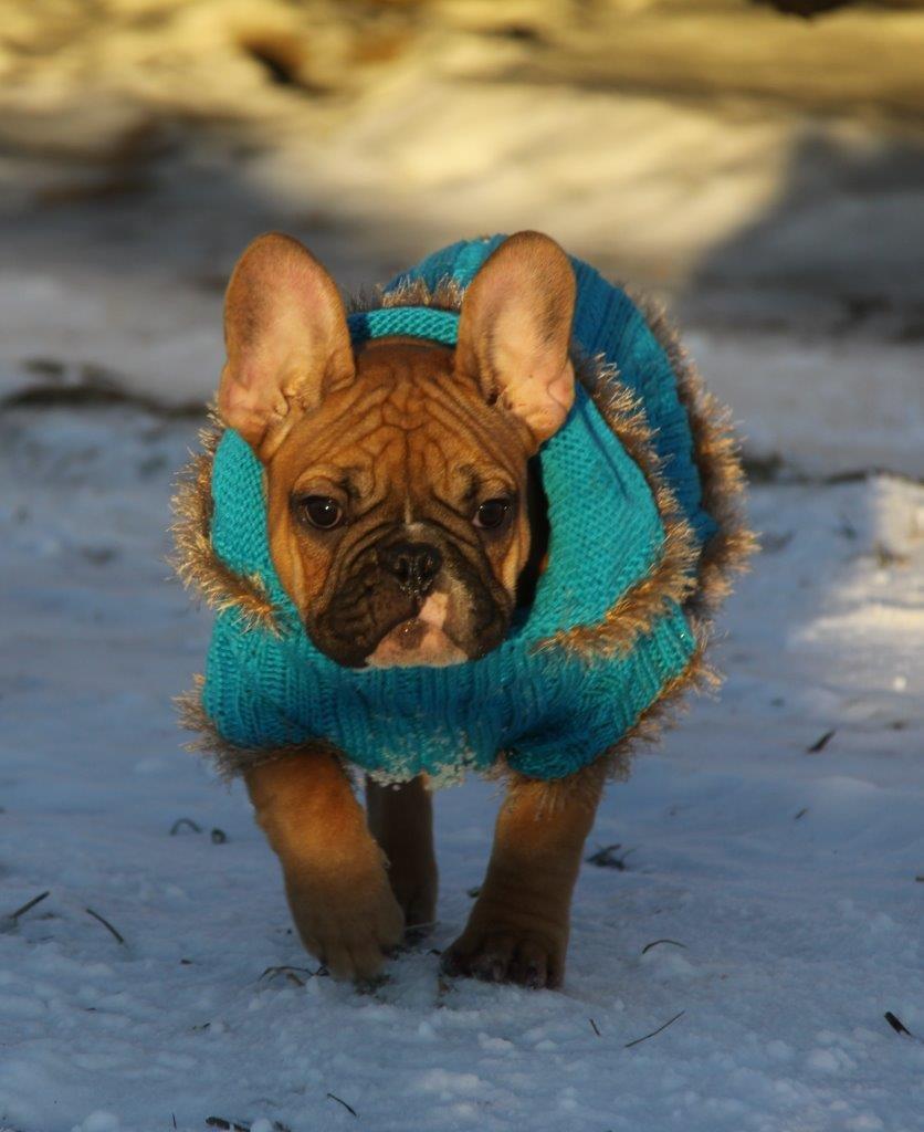 Fransk bulldog King Dumm-dumm Royal-of-France billede 4