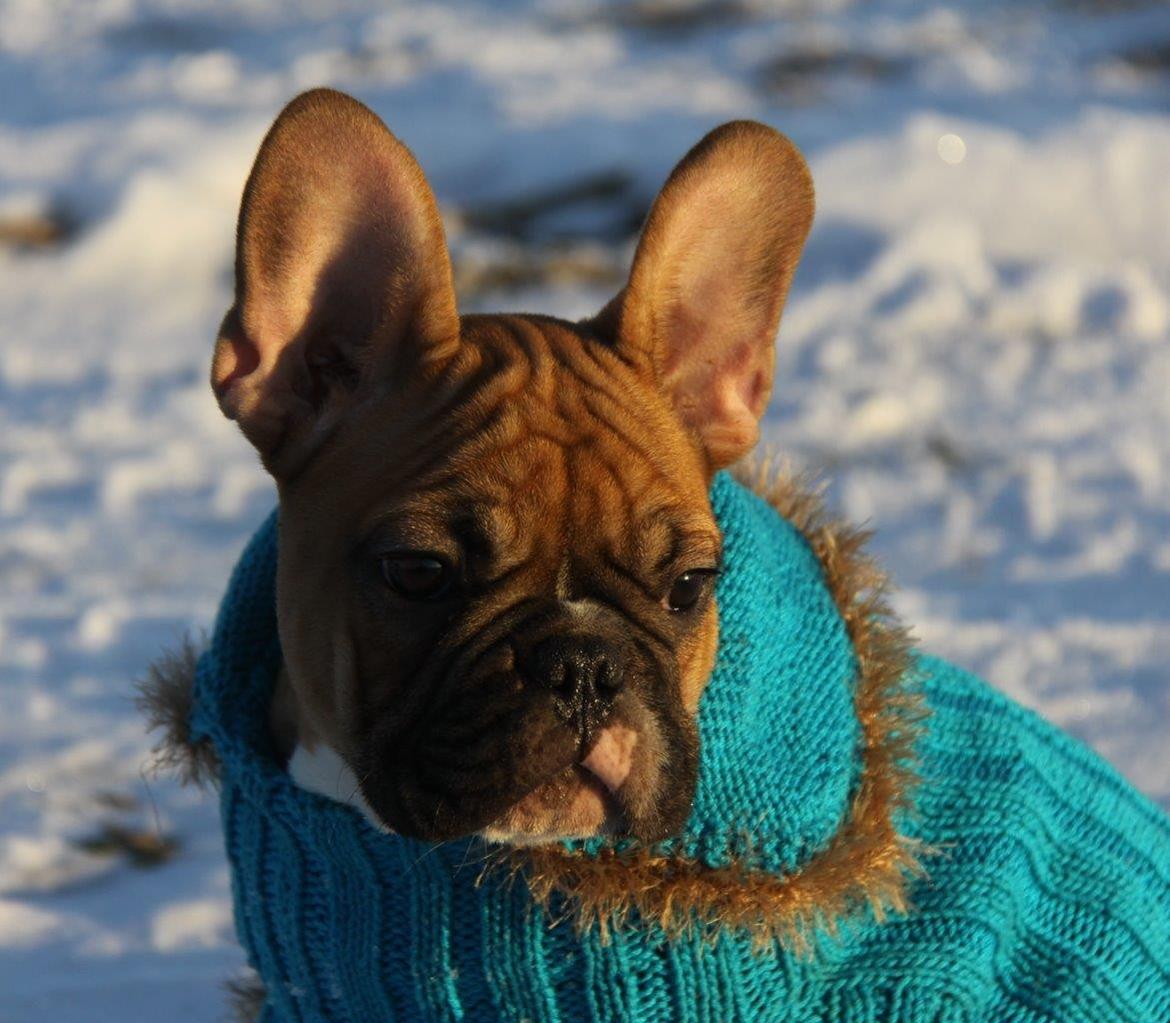 Fransk bulldog King Dumm-dumm Royal-of-France billede 5