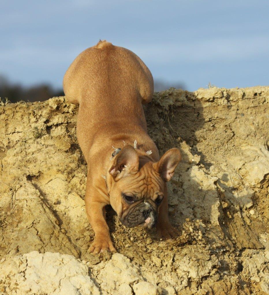 Fransk bulldog King Dumm-dumm Royal-of-France billede 6