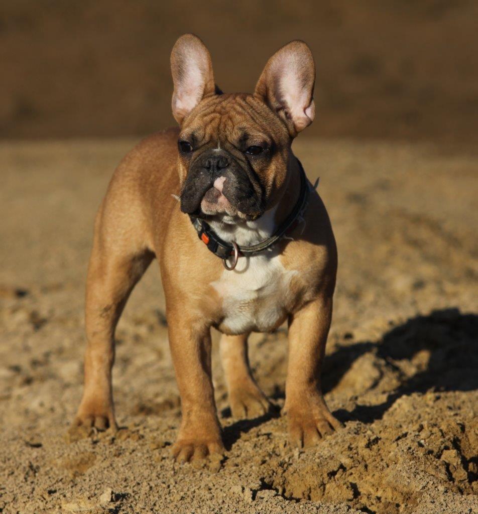 Fransk bulldog King Dumm-dumm Royal-of-France billede 7