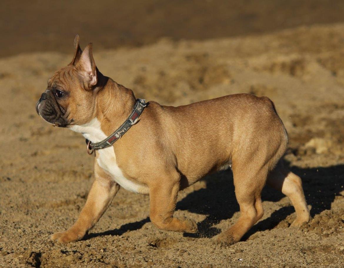 Fransk bulldog King Dumm-dumm Royal-of-France billede 8