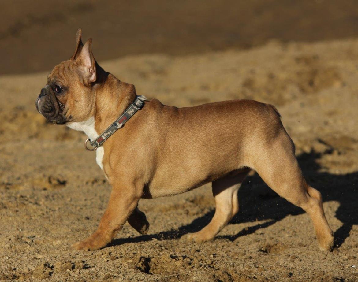 Fransk bulldog King Dumm-dumm Royal-of-France billede 9