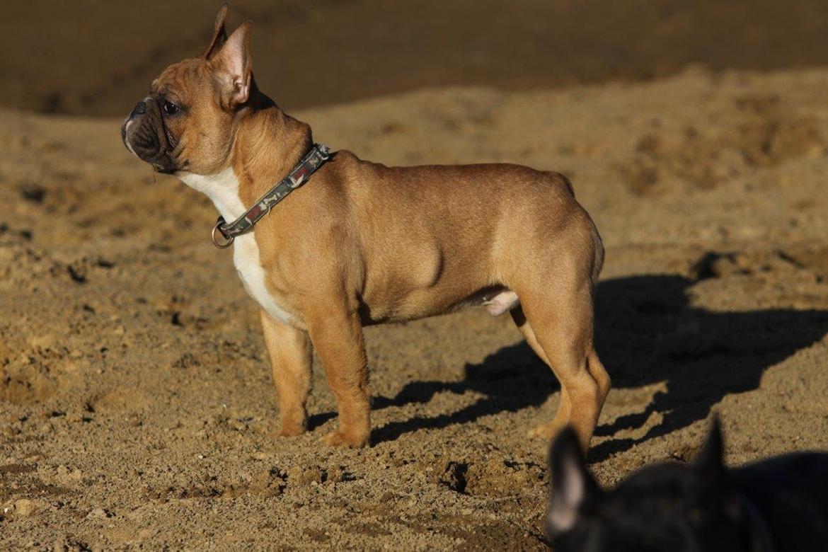 Fransk bulldog King Dumm-dumm Royal-of-France billede 10